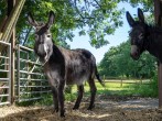 Donkeys